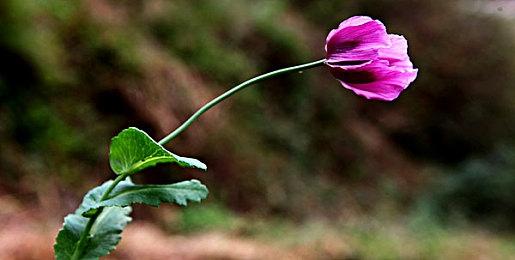 《分裂之门》单人模式提上日程 或采用《光环》战役